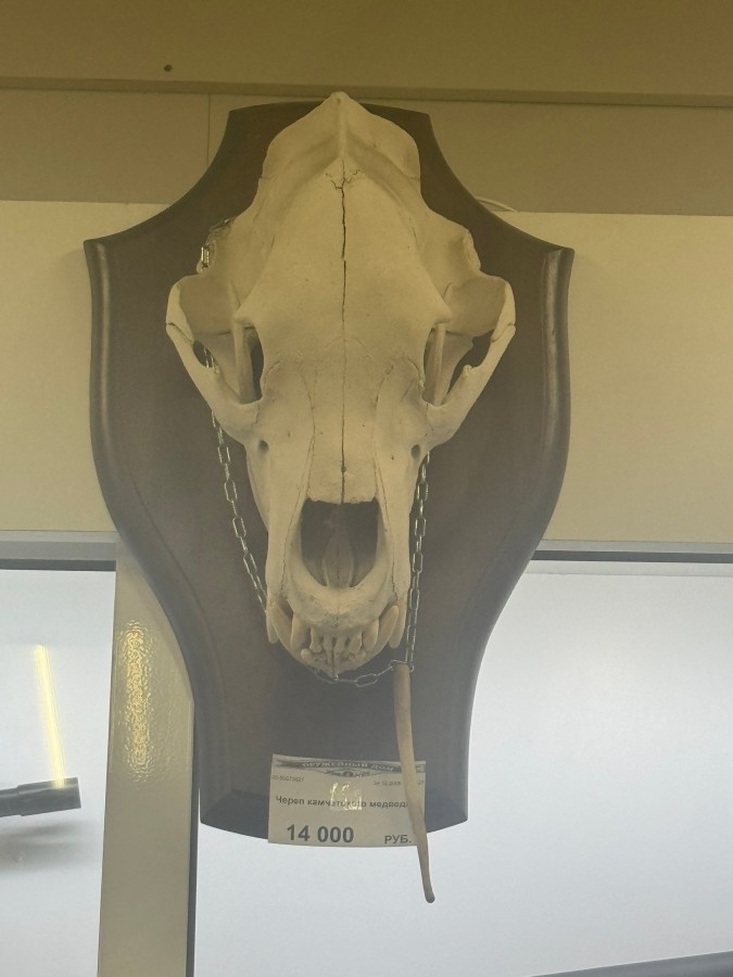 Череп камчатского медведя 1