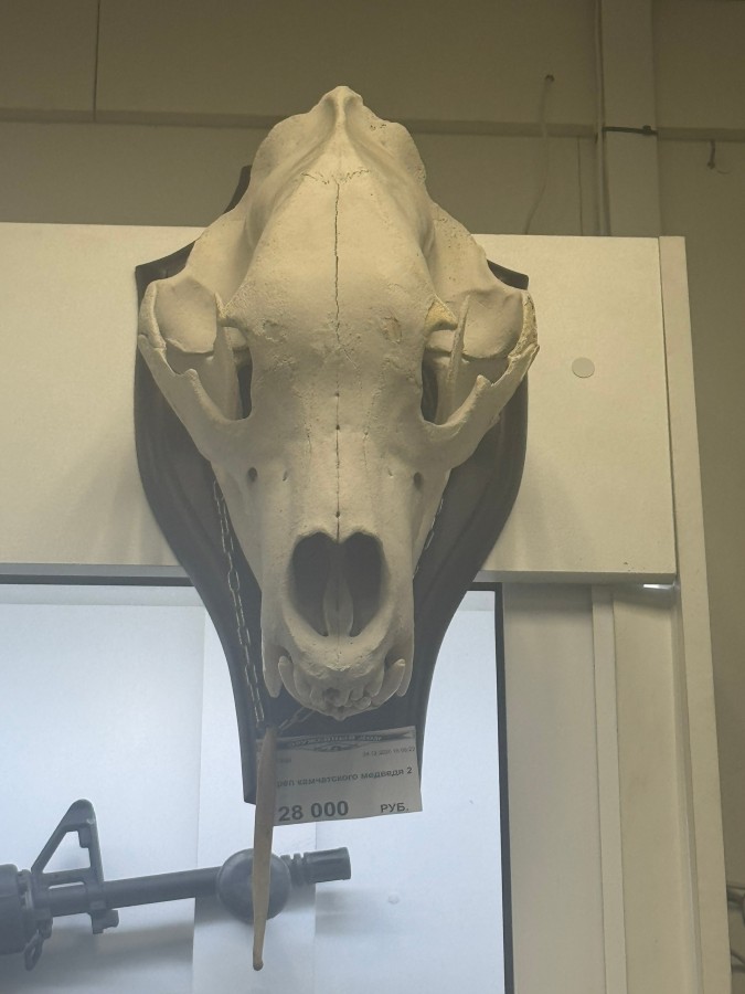 Череп камчатского медведя 2