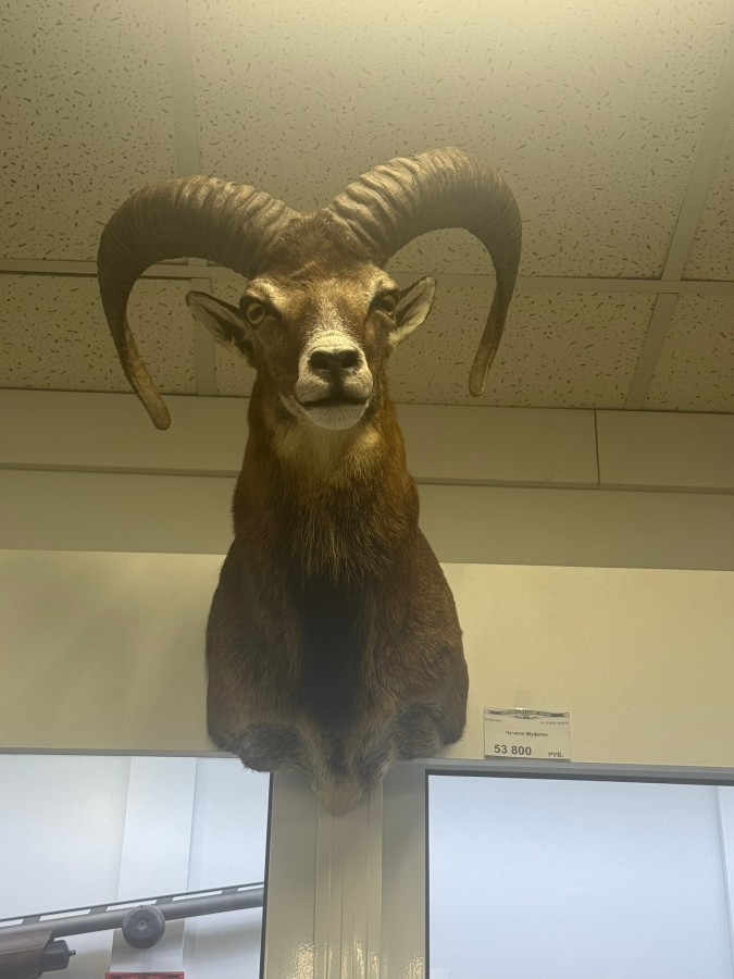 Чучело Муфлон