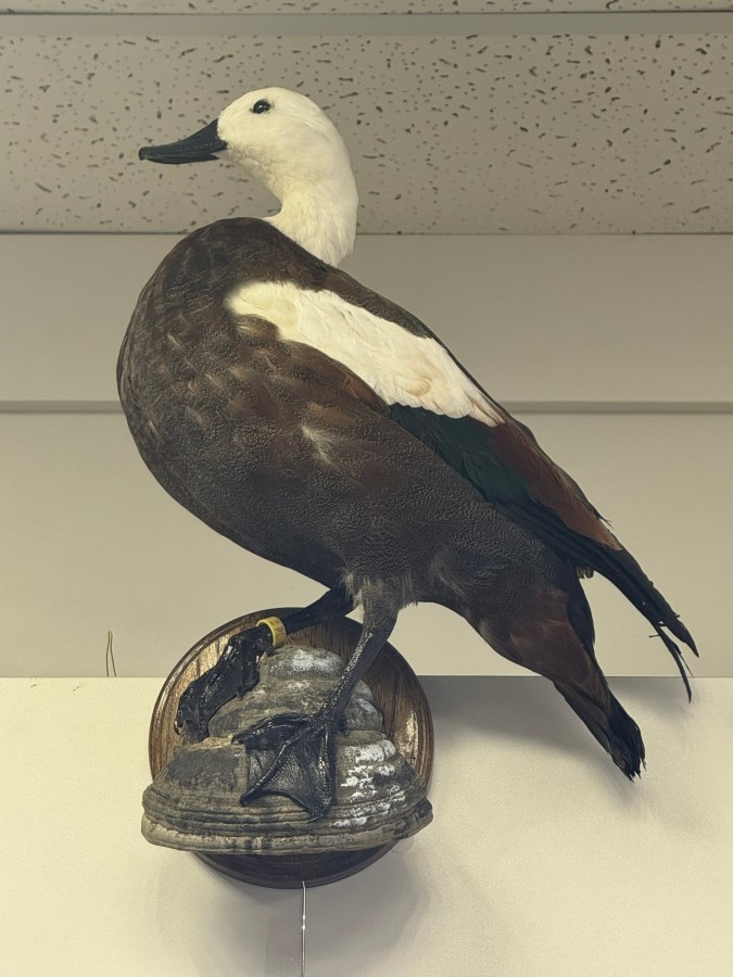 Огарь "Новозеландский"