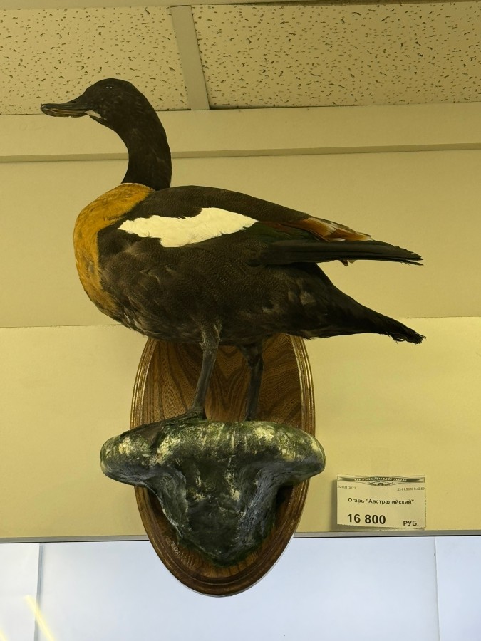 Огарь "Австралийский"