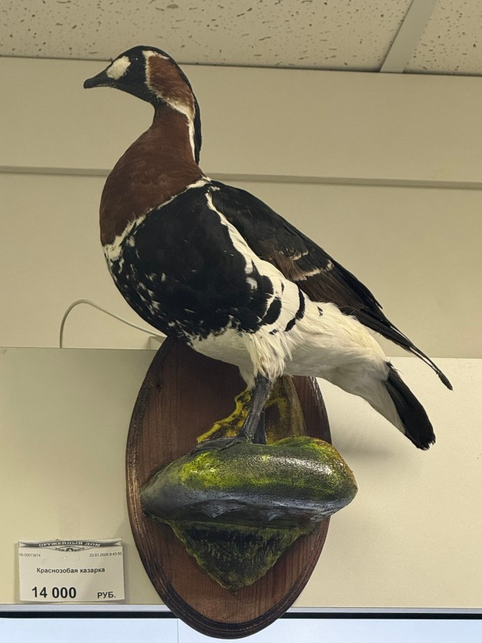 Краснозобая казарка