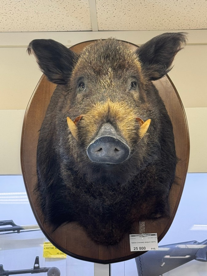 Кабан (голова) закрыт.пасть