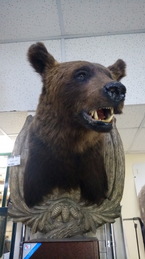 Чучело Медведя (голова)